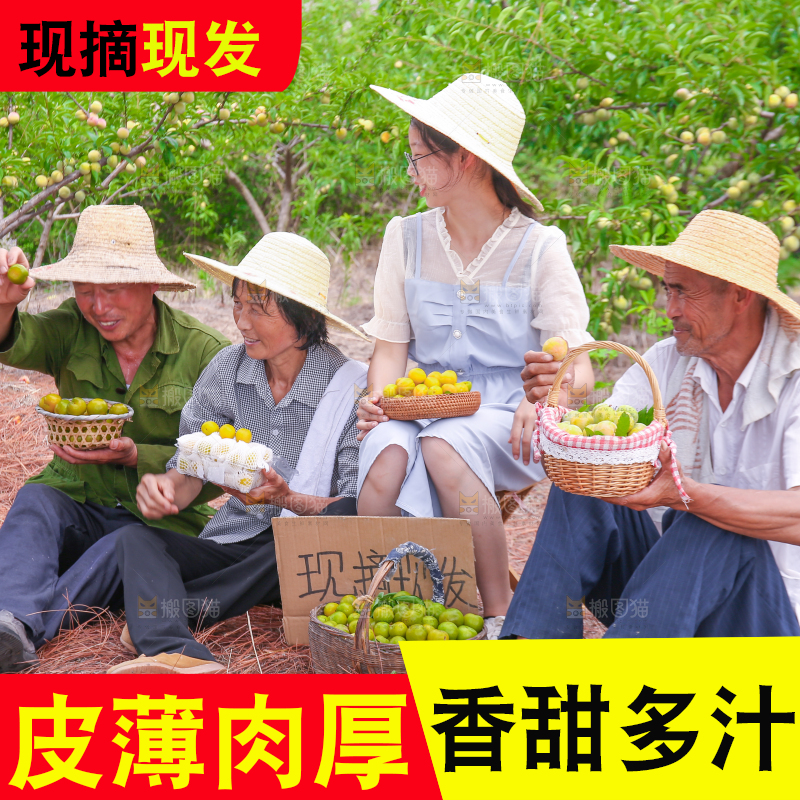 农民手上拿着新鲜冰糖李