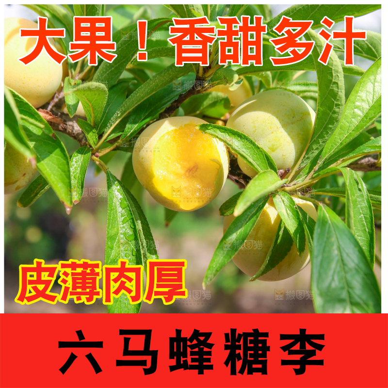 树枝上的冰糖李