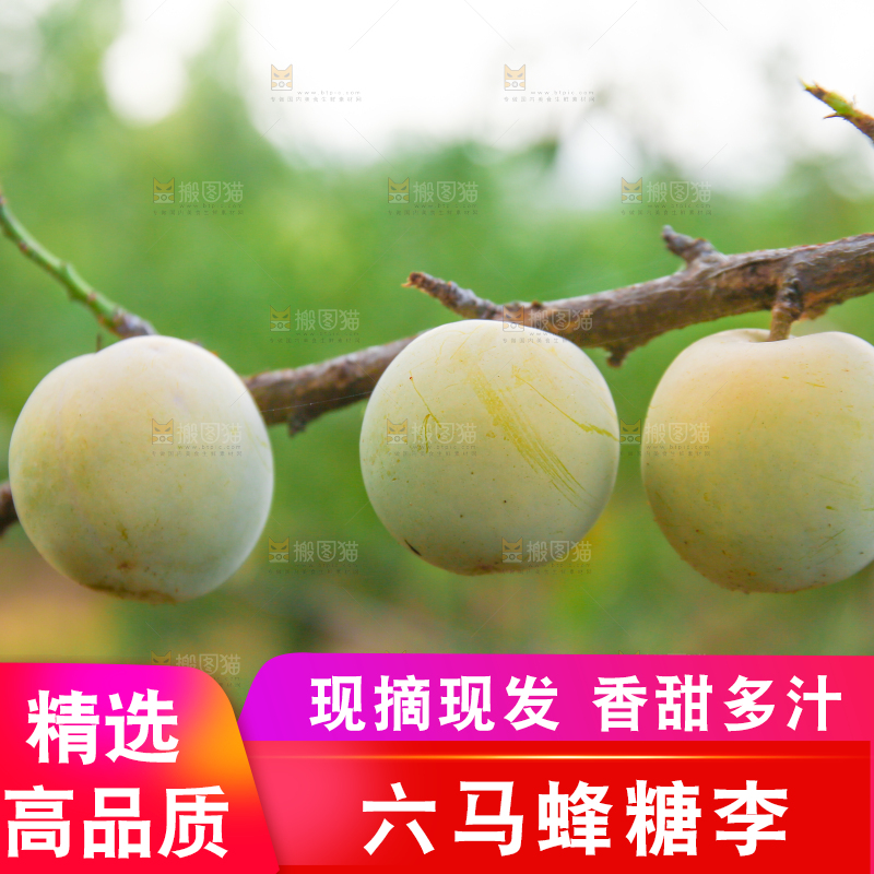 树上结的蜂糖李