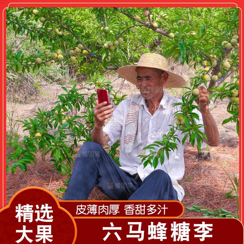 农民正在蜂糖李果园自拍