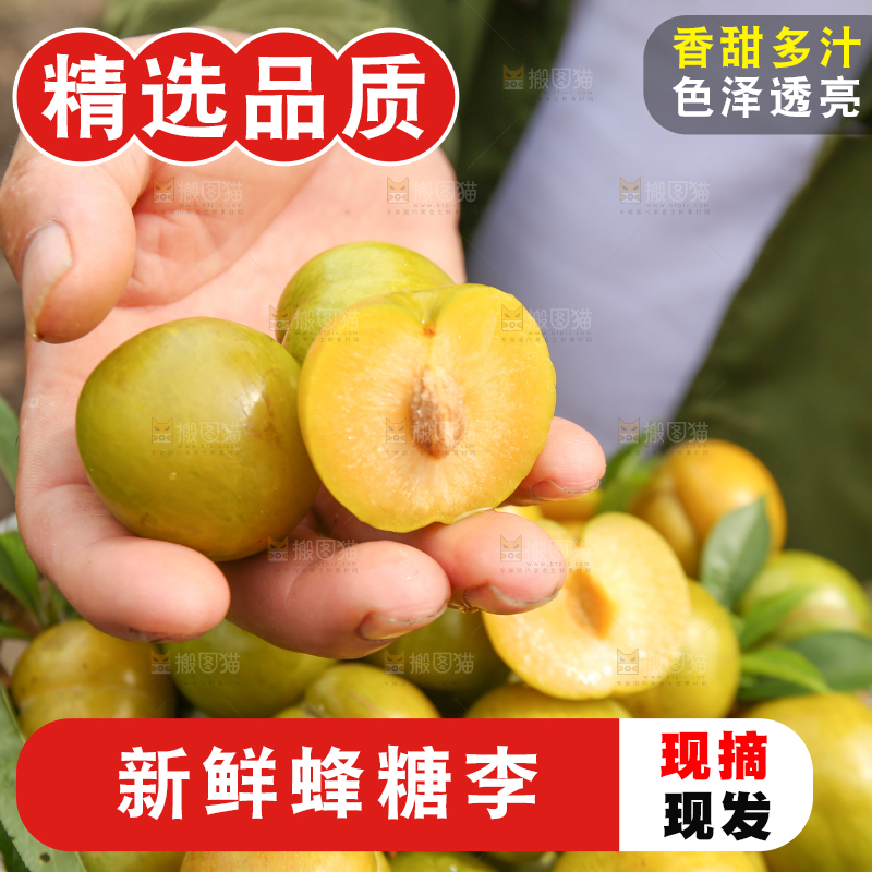 农民手上拿着新鲜冰糖李