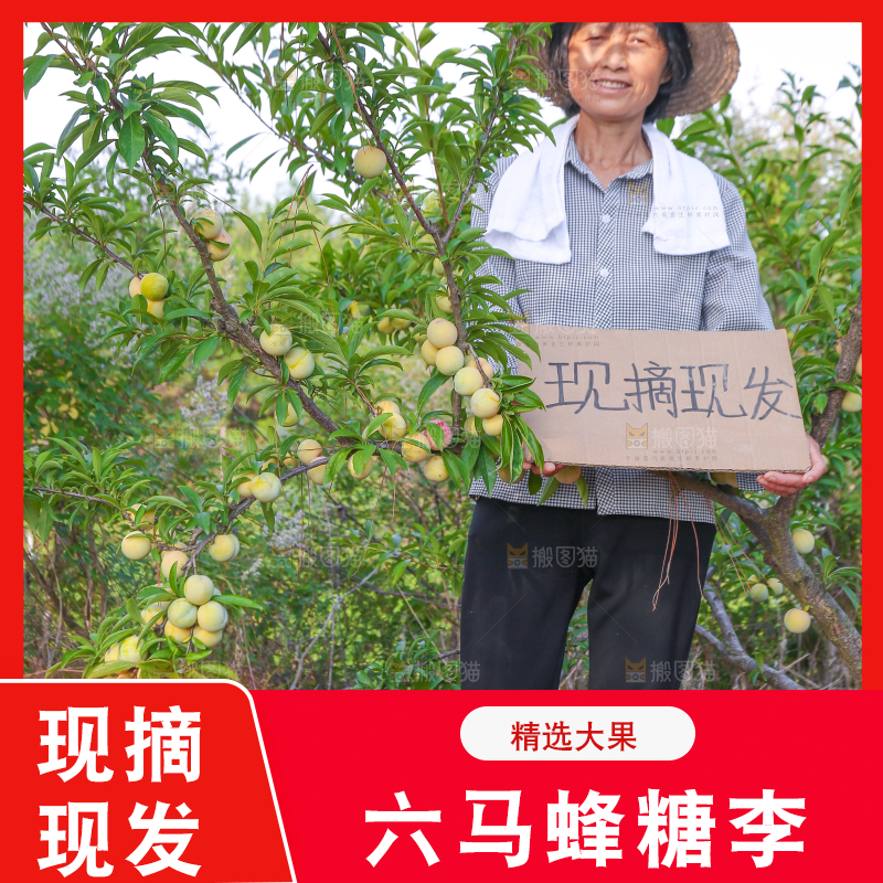 蜂糖李果园