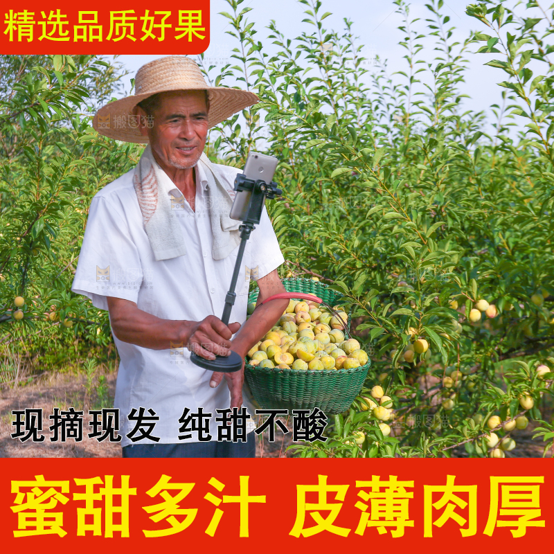 农民提着一冰糖李