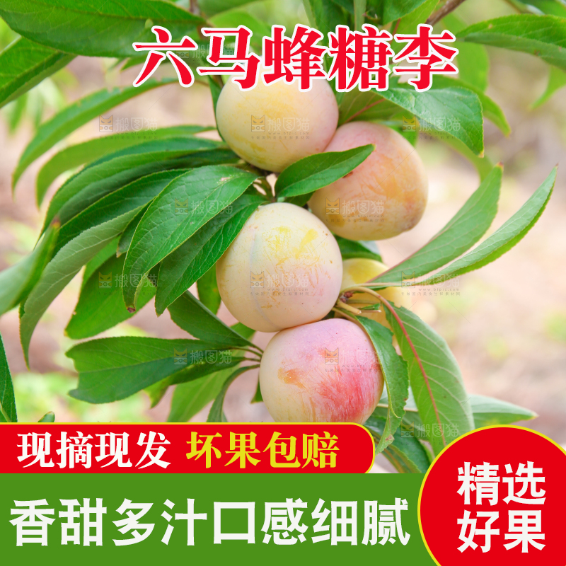 树枝上的冰糖李