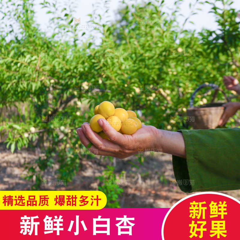 农民手上拿着小白杏