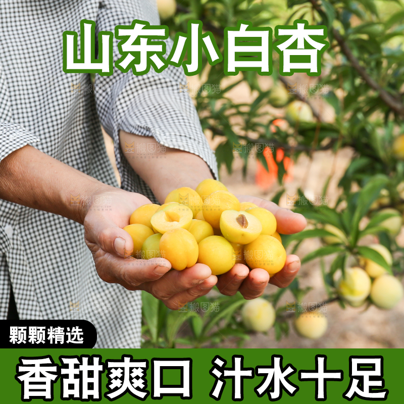 手上捧着小白杏