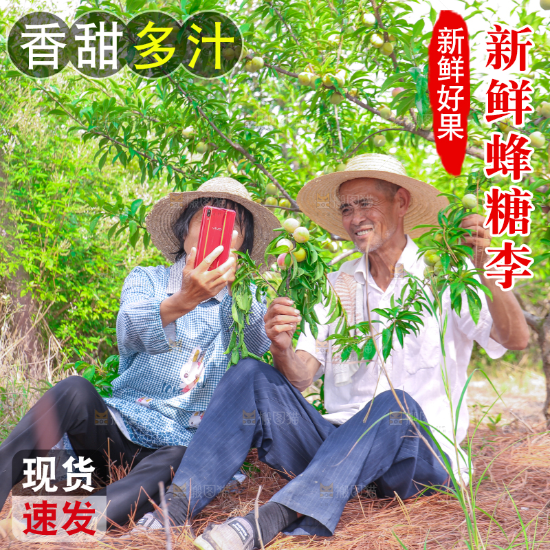 农民正在蜂糖李果园自拍