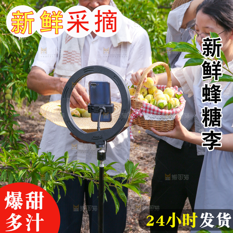 农民手上拿着现摘的蜂糖李