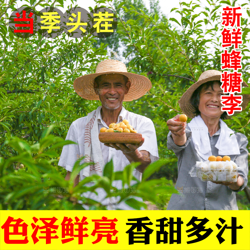 农民手上拿着现摘的蜂糖李