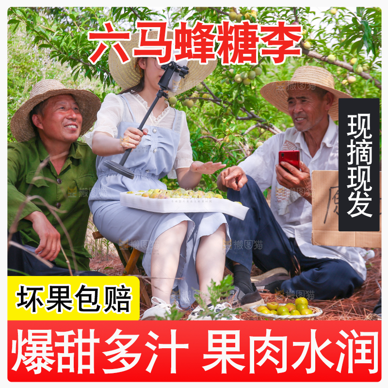 农民正在蜂糖李果园自拍
