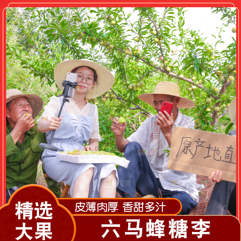 农民正在蜂糖李果园自拍