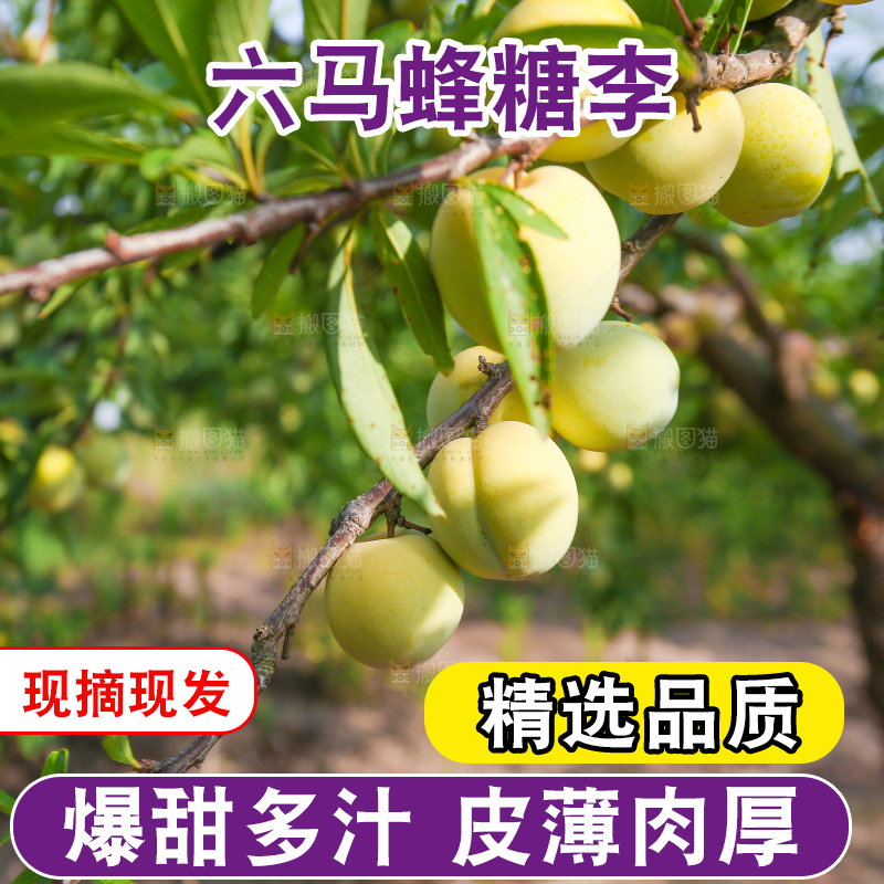 树上的冰糖李
