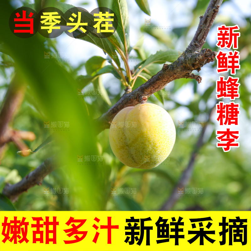 树上的冰糖李
