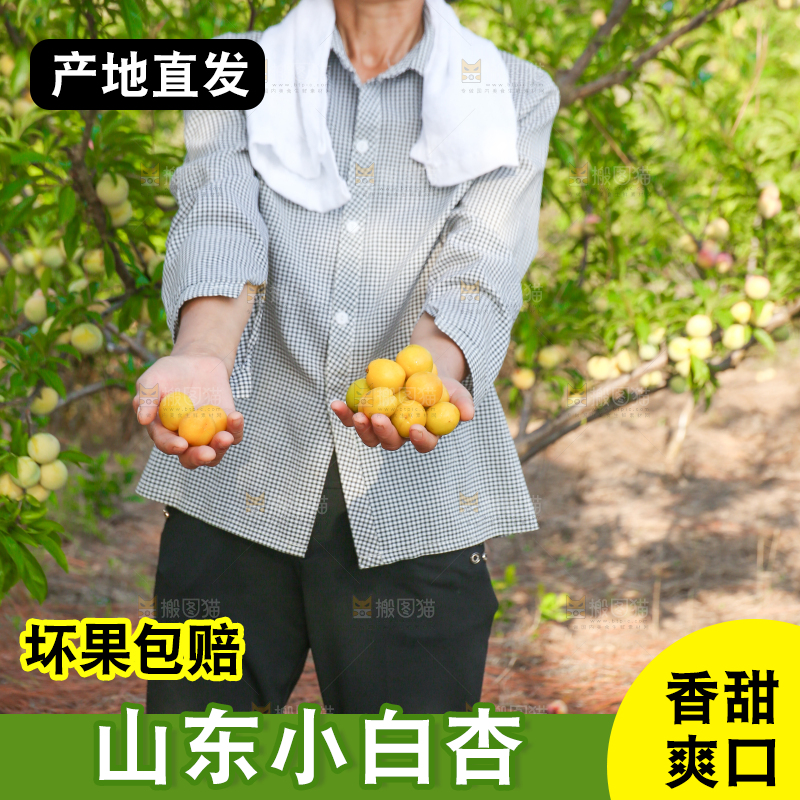 农民手上捧着小白杏