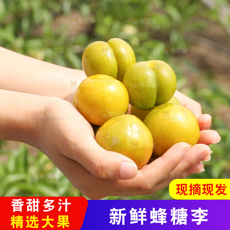 手上捧着新鲜蜂糖李