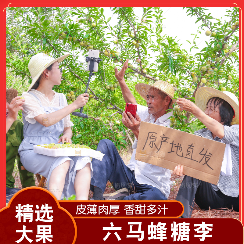 农民正在蜂糖李果园自拍