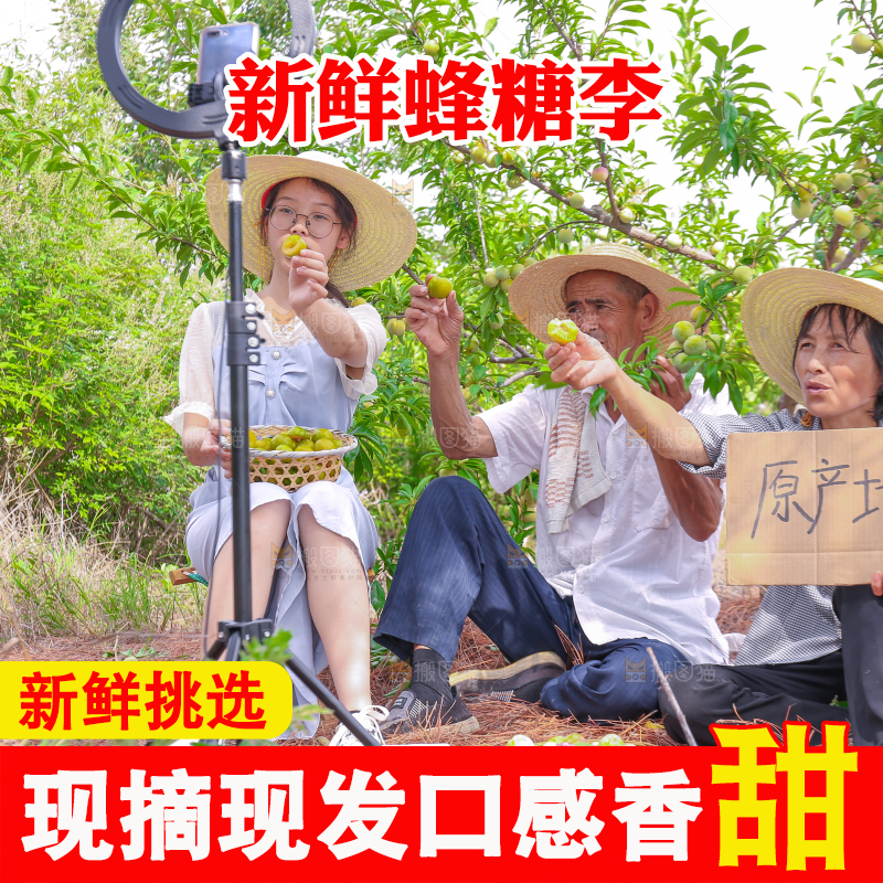 农民正在蜂糖李果园自拍