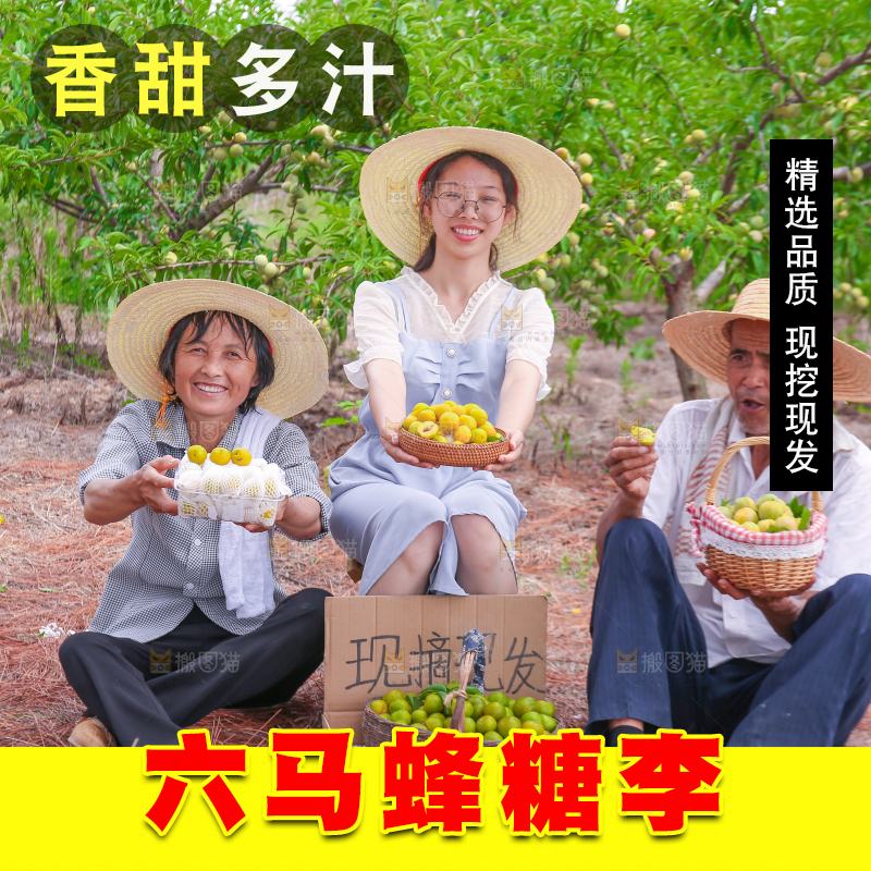 农民手上拿着新鲜冰糖李