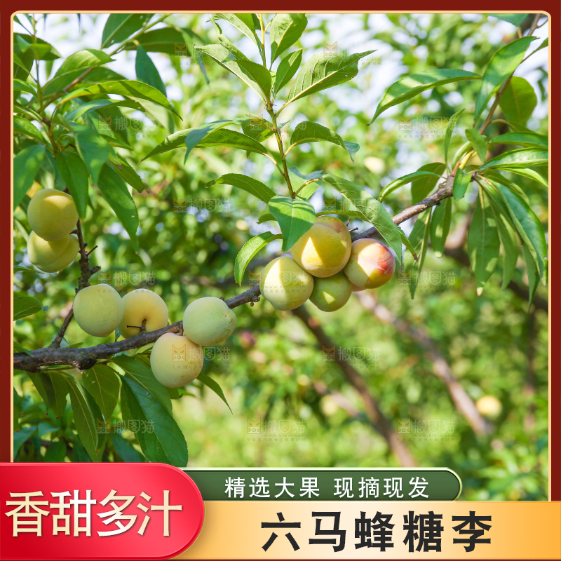 树上的冰糖李