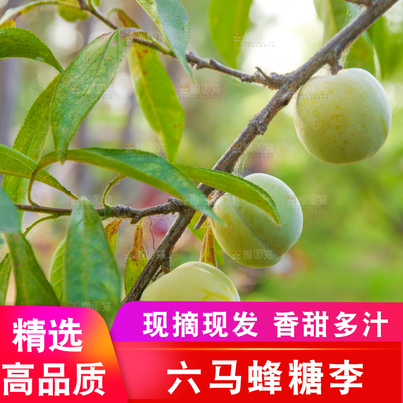 树上结的蜂糖李
