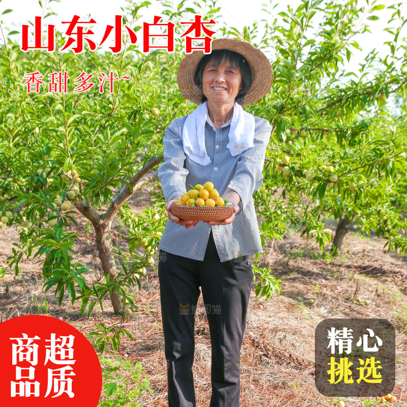 农民手上拿着一筐小白杏