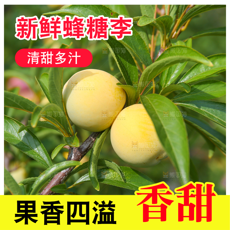 树枝上的冰糖李
