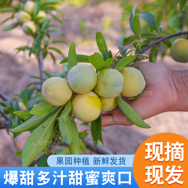 农民正在摘蜂糖李