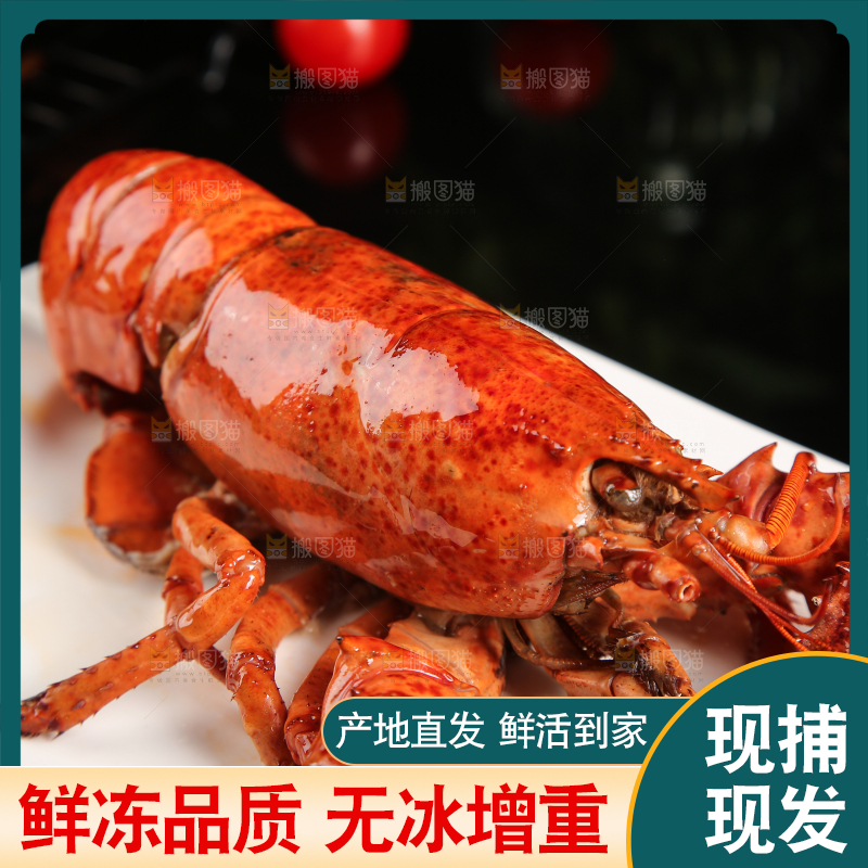 黑底上放着一盘澳洲龙虾