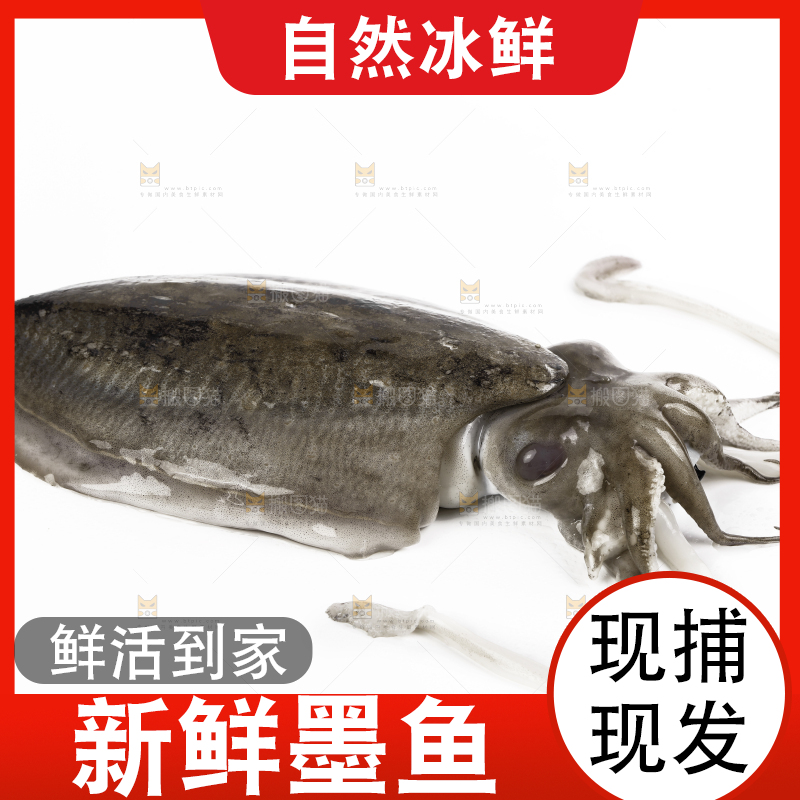白底上放着北海墨鱼