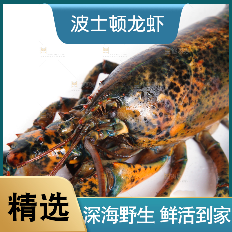 白底上放着波士顿大龙虾