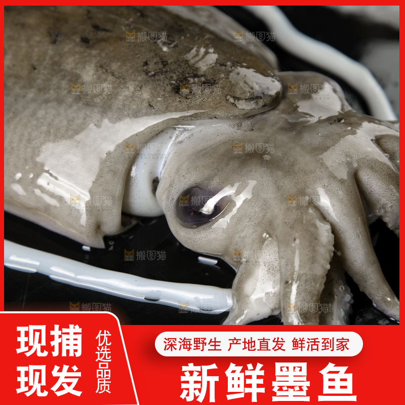 黑板上放着墨鱼