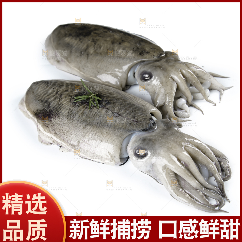 白底上放着北海墨鱼