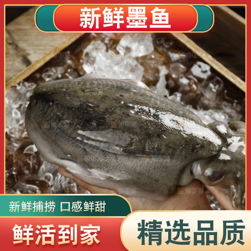 手上拿着北海墨鱼