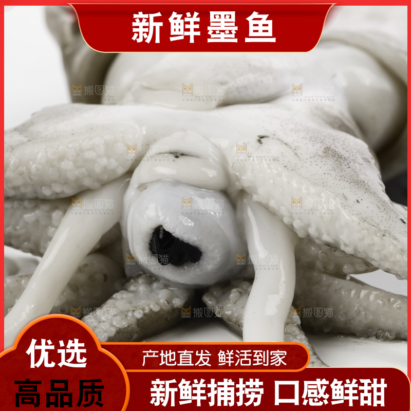 白底上放着北海墨鱼