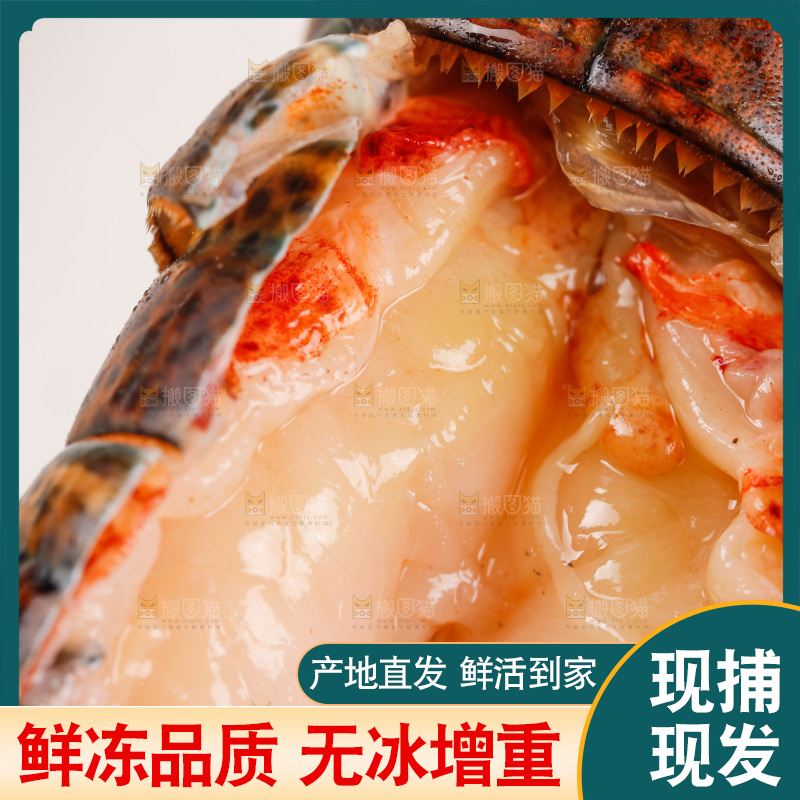 白底上放着澳洲大龙虾