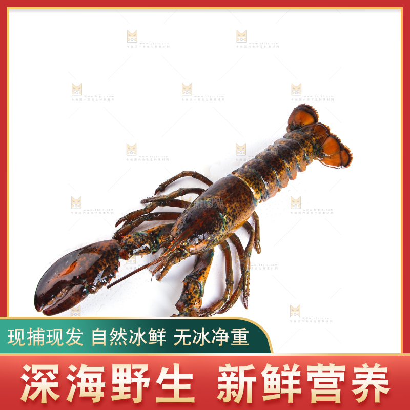 白底上放着波士顿大龙虾