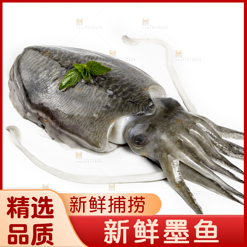 白底上放着北海墨鱼
