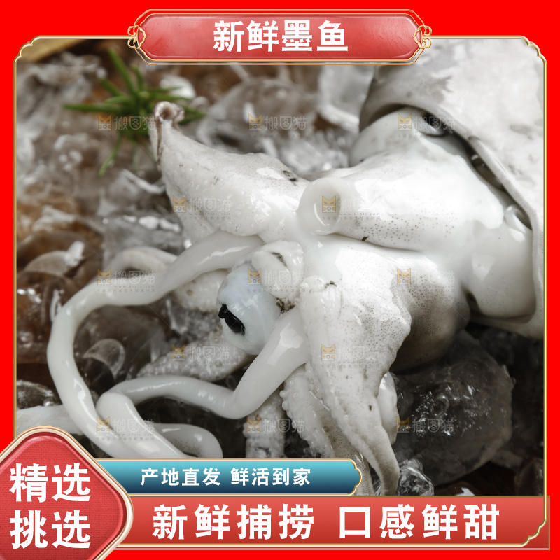 木板里放着北海墨鱼