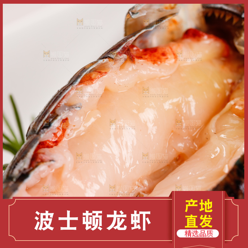 白底上放着澳洲大龙虾