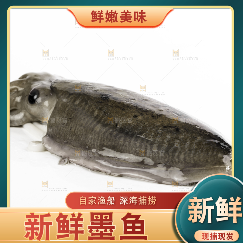 白底上放着北海墨鱼