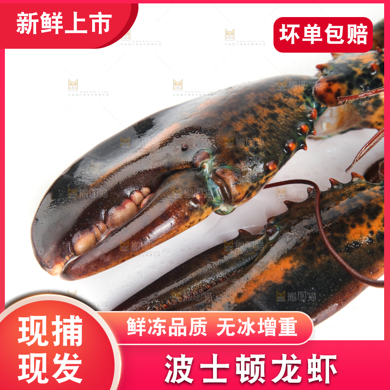 白底上放着波士顿大龙虾