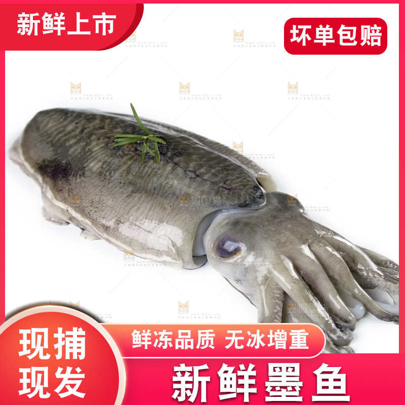 白底上放着北海墨鱼