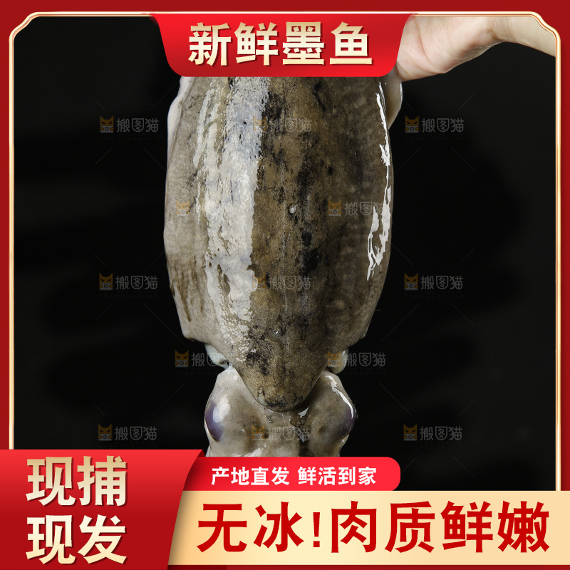 手上拿着北海墨鱼