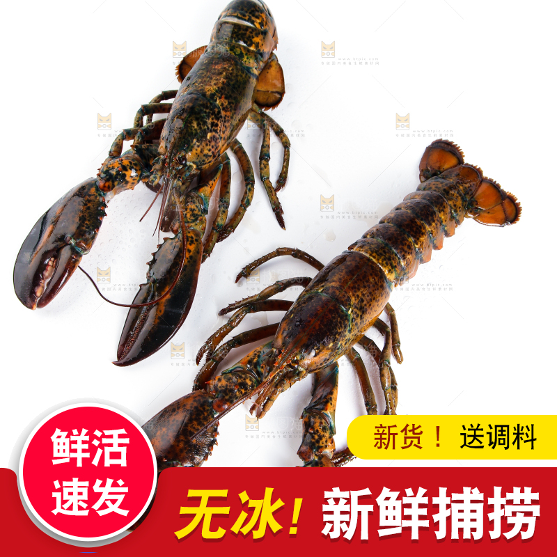 白底上放着波士顿大龙虾