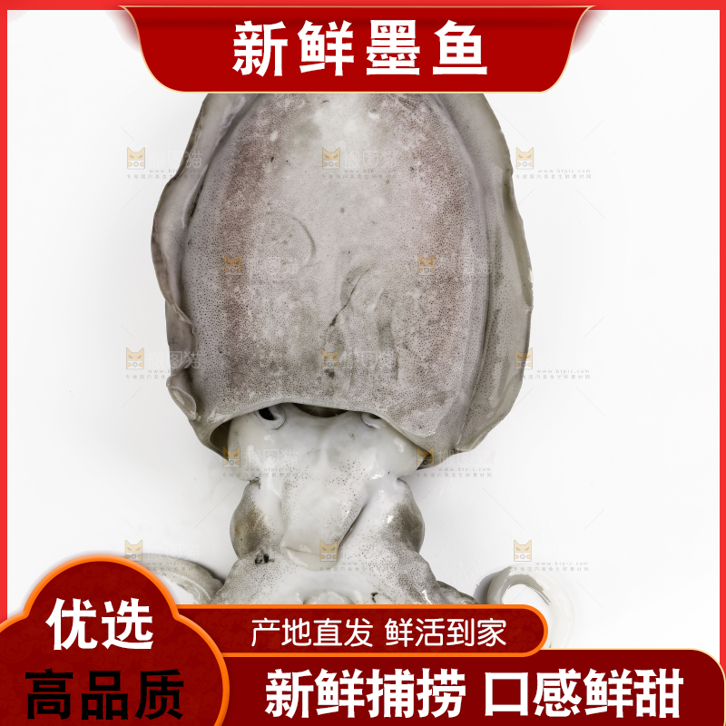 白底上放着北海墨鱼