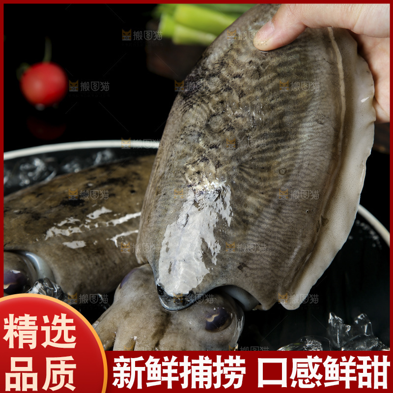 手上拿着北海墨鱼