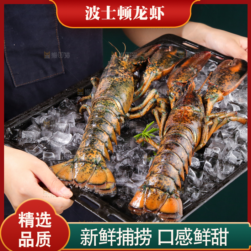 手上捧着的澳洲龙虾
