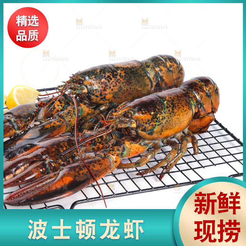 浅底上放着波士顿大龙虾
