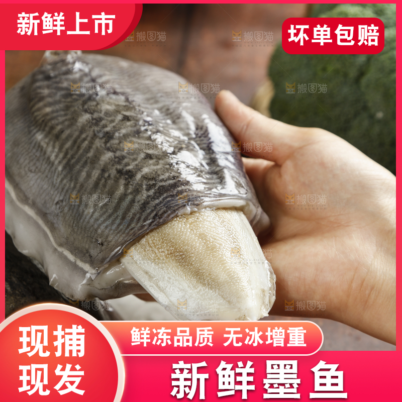 手上拿着北海墨鱼