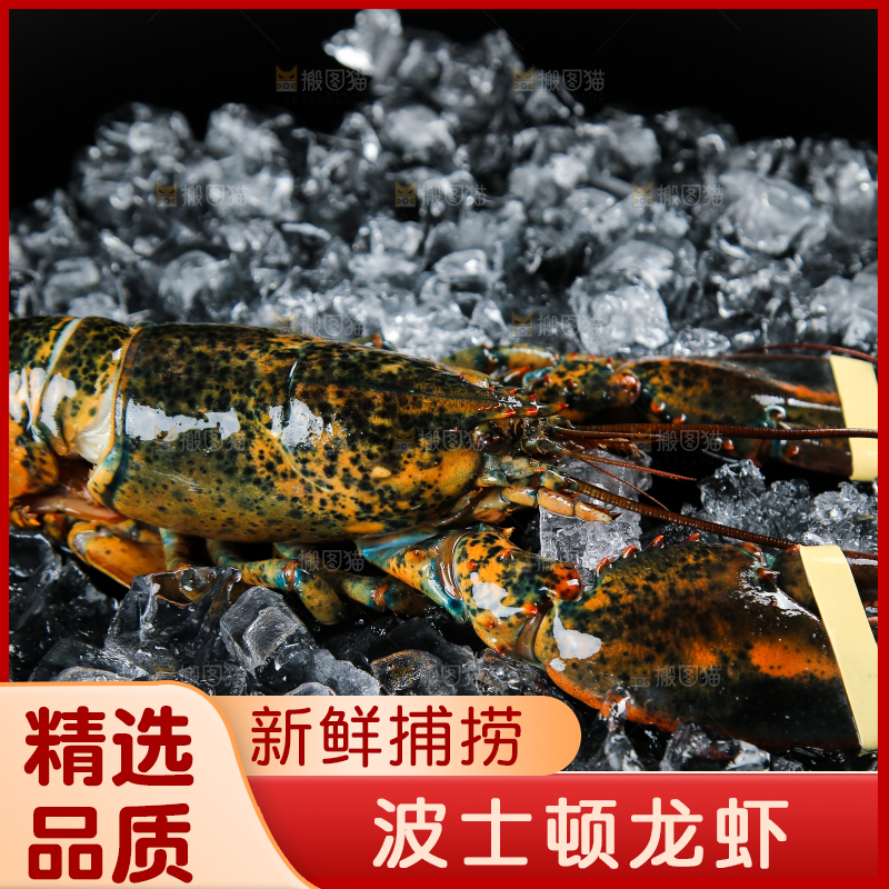 黑底上放着波士顿龙虾